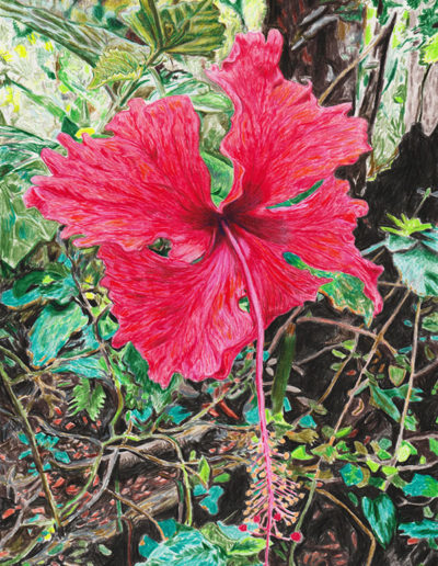 “Red Hibiscus, Osa Peninsula, 2009”, 2019, color pencil on archival paper⁣⁣, 10” x 7.5”