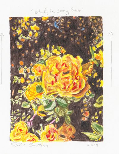 Study for Spring Roses